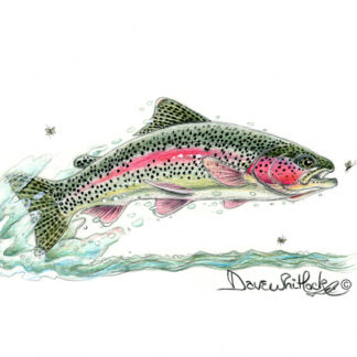 Trout Small Fine Art Prints