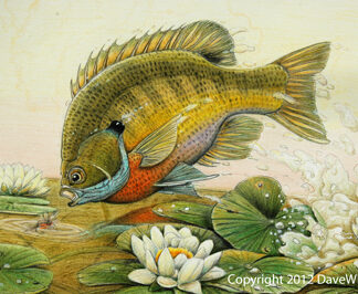 Bass and Sunfish Fine Art Prints