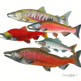 Salmon Fine Art Prints