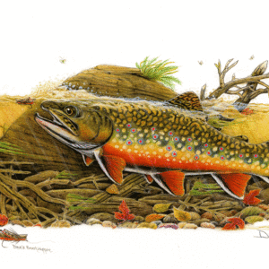 Brook Trout