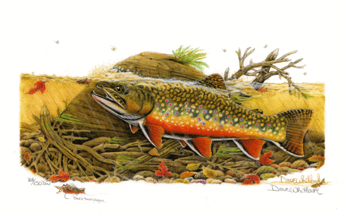 Brook Trout